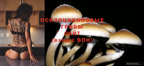 прущие грибы Абинск