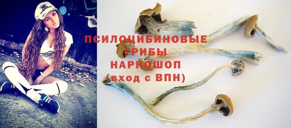 прущие грибы Абинск